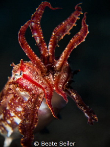 Very small cuttlefish by Beate Seiler 